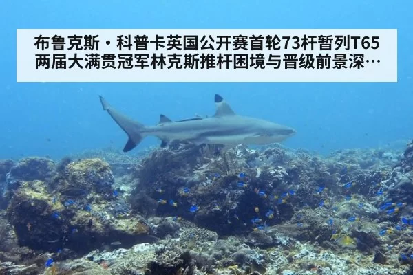 布鲁克斯·科普卡英国公开赛首轮73杆暂列T65 两届大满贯冠军林克斯推杆困境与晋级前景深度剖析